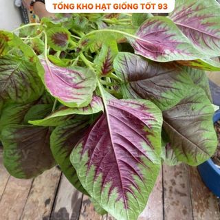 Hạt giống rau dền khoang hàng năng suất cao, công ty loại 1