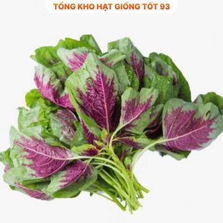 Hạt giống rau dền khoang hàng năng suất cao, công ty loại 1