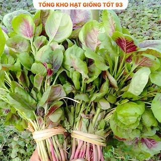 Hạt giống rau dền khoang hàng năng suất cao, công ty loại 1