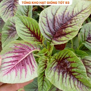 Hạt giống rau dền khoang hàng năng suất cao, công ty loại 1