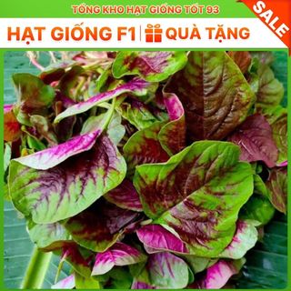 Hạt giống rau dền khoang hàng năng suất cao, công ty loại 1