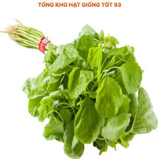 Hạt giống rau dền xanh bốn mùa hàng công ty Loại 1