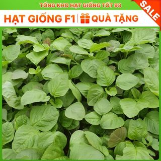 Hạt giống rau dền xanh bốn mùa hàng công ty Loại 1
