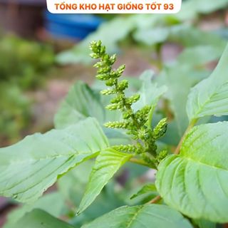 Hạt giống rau dền xanh bốn mùa hàng công ty Loại 1