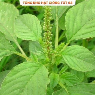 Hạt giống rau dền xanh bốn mùa hàng công ty Loại 1