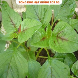 Hạt giống rau dền xanh bốn mùa hàng công ty Loại 1
