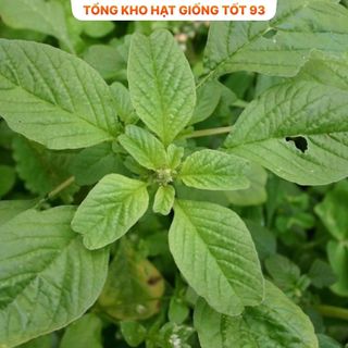 Hạt giống rau dền xanh bốn mùa hàng công ty Loại 1