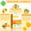 Kẹo mút keo ong lá thường xuân Propolis Ivy Pop cùng con khỏe mạnh mỗi ngày (Hộp 12 que)