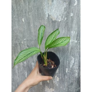 Đuôi công xanh cây giống