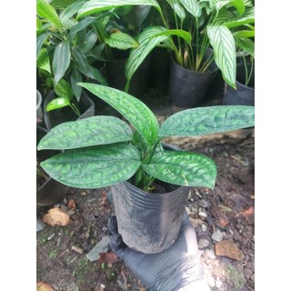 Trầu bà hạnh phúc