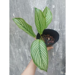 Đuôi công xanh cây giống