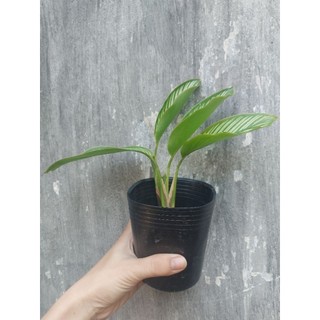 Đuôi công xanh cây giống