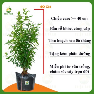Cây Lựu Thái THIỆN FARM 40cm, quả ngọt đậm, thịt mọng nước, hạt mềm, ăn luôn cả hạt