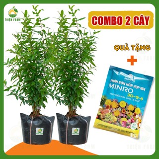 Cây Lựu Thái THIỆN FARM 40cm, quả ngọt đậm, thịt mọng nước, hạt mềm, ăn luôn cả hạt