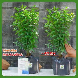 Cây Lựu Thái THIỆN FARM 40cm, quả ngọt đậm, thịt mọng nước, hạt mềm, ăn luôn cả hạt