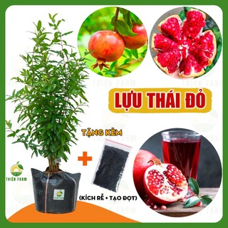 Cây Lựu Thái THIỆN FARM 40cm, quả ngọt đậm, thịt mọng nước, hạt mềm, ăn luôn cả hạt
