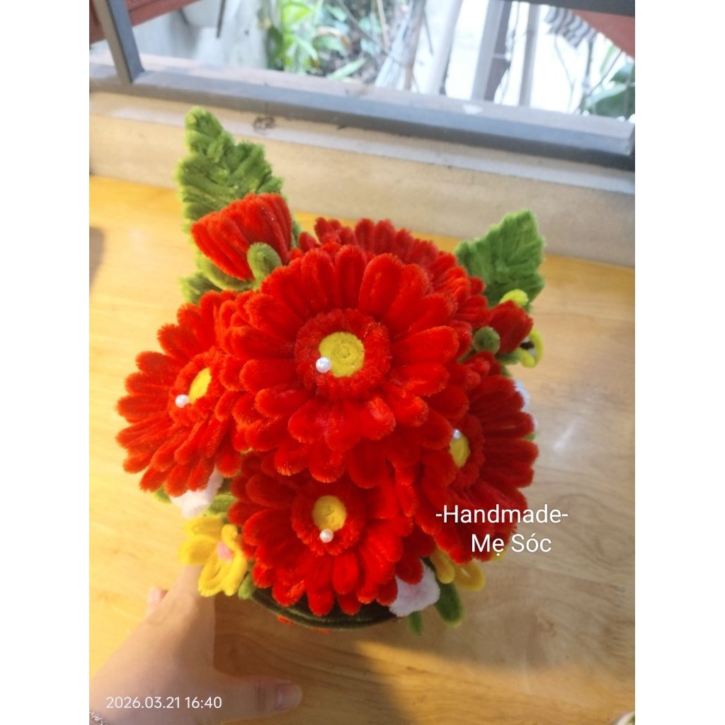 Chậu Hoa Đồng Tiền Kẽm Nhung, chậu hoa mini, chậu hoa để bàn, trang trí nhà cửa phòng làm việc, quà tặng ý nghĩa