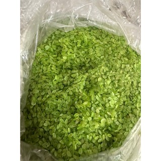 Cốm Xanh Dẻo Thơm – Đặc Sản Truyền Thống – Nguyên Liệu Bánh Cốm, Chè Cốm Chuẩn Vị