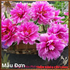 Cành Giống Hoa Mười Giờ MẪU ĐƠN Cánh tua Thái Kép Màu Mới Cành Tơ Siêu Khỏe Ra Rễ Sau 3 Ngày MiMa market