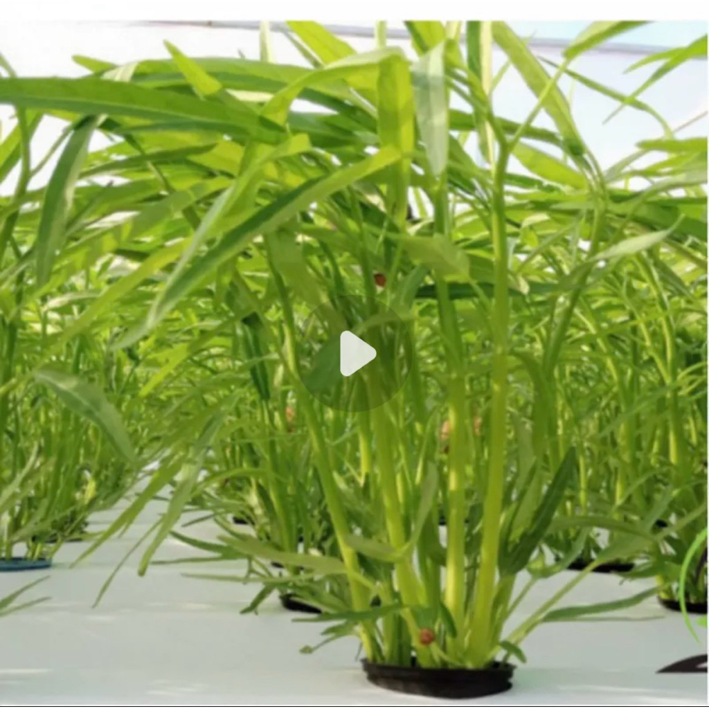 Hạt giống rau củ quả trồng chậu  đa dạng , dễ trồng , phù hợp ban công, sân vườn ( túi zíp)