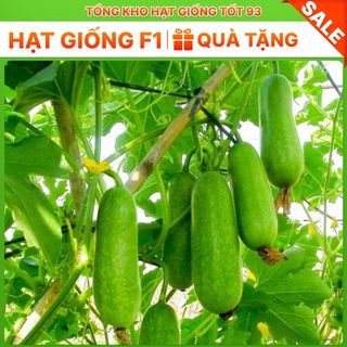 Bí đao xanh siêu trái lên mầm 98% (gói 5gram)- hàng công ty Loại 1
