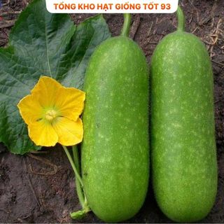 Bí đao xanh siêu trái lên mầm 98% (gói 5gram)- hàng công ty Loại 1