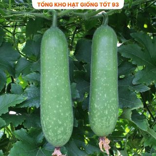 Bí đao xanh siêu trái lên mầm 98% (gói 5gram)- hàng công ty Loại 1