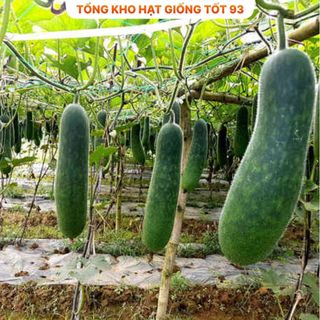 Bí đao xanh siêu trái lên mầm 98% (gói 5gram)- hàng công ty Loại 1