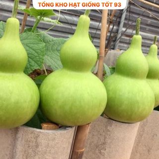 Hạt giống bầu hồ lô cao sản  năng  Suất - hàng công ty loai 1