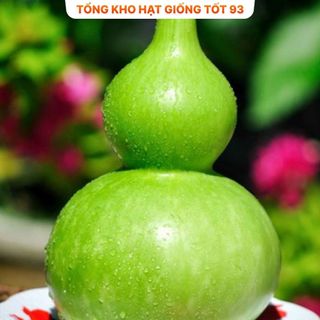 Hạt giống bầu hồ lô cao sản  năng  Suất - hàng công ty loai 1