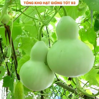 Hạt giống bầu hồ lô cao sản  năng  Suất - hàng công ty loai 1