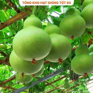 Hạt giống bầu hồ lô cao sản  năng  Suất - hàng công ty loai 1