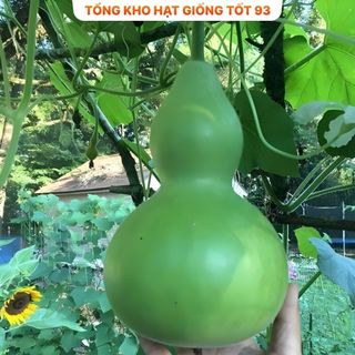 Hạt giống bầu hồ lô cao sản  năng  Suất - hàng công ty loai 1