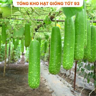 Hạt giống Bầu Sao gói 2 gram- hàng công ty Loại 1