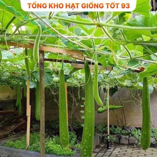 Hạt giống Bầu Sao gói 2 gram- hàng công ty Loại 1
