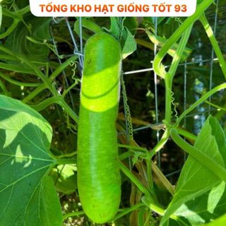 Hạt giống Bầu Sao gói 2 gram- hàng công ty Loại 1