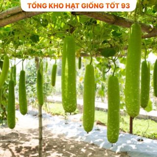 Hạt giống Bầu Sao gói 2 gram- hàng công ty Loại 1