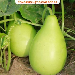 Hạt giống Bầu Tròn Hàng Công ty Loại 1
