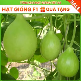 Hạt giống Bầu Tròn Hàng Công ty Loại 1