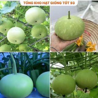 Hạt giống Bầu Tròn Hàng Công ty Loại 1