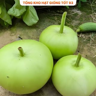 Hạt giống Bầu Tròn Hàng Công ty Loại 1