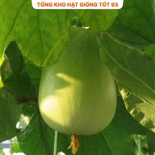 Hạt giống Bầu Tròn Hàng Công ty Loại 1