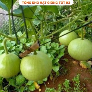 Hạt giống Bầu Tròn Hàng Công ty Loại 1