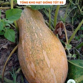 Hạt giống Bí đỏ CP (bí đỏ mật) hàng công ty Loại 1