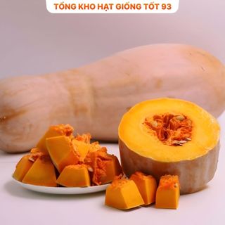 Hạt giống Bí đỏ CP (bí đỏ mật) hàng công ty Loại 1