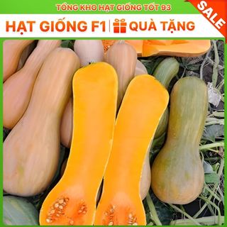 Hạt giống Bí đỏ CP (bí đỏ mật) hàng công ty Loại 1