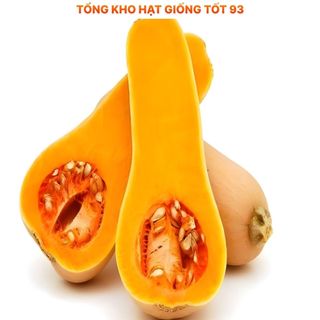 Hạt giống Bí đỏ CP (bí đỏ mật) hàng công ty Loại 1