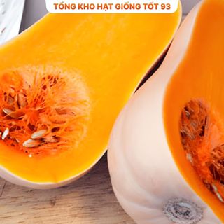 Hạt giống Bí đỏ CP (bí đỏ mật) hàng công ty Loại 1