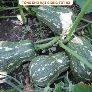 Hạt giống bí đỏ hạt đậu năng suất cao hàng công ty Loại 1