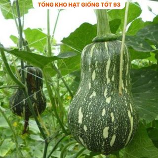 Hạt giống bí đỏ hạt đậu năng suất cao hàng công ty Loại 1